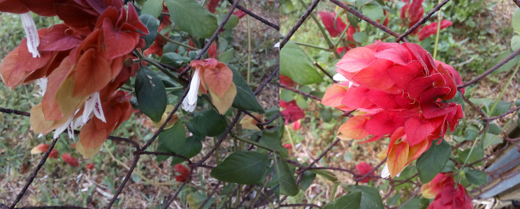 [Two photos spliced together of two different sections of this plant growing along a fence. On the left hanging from the red leaves, known as bracts, are five thin white tubes with petals at the ends. Green leaves are behind the red bracts. On the right is a close view of one ball-like group of red bracts. Two slivers of white peep out from the red.]